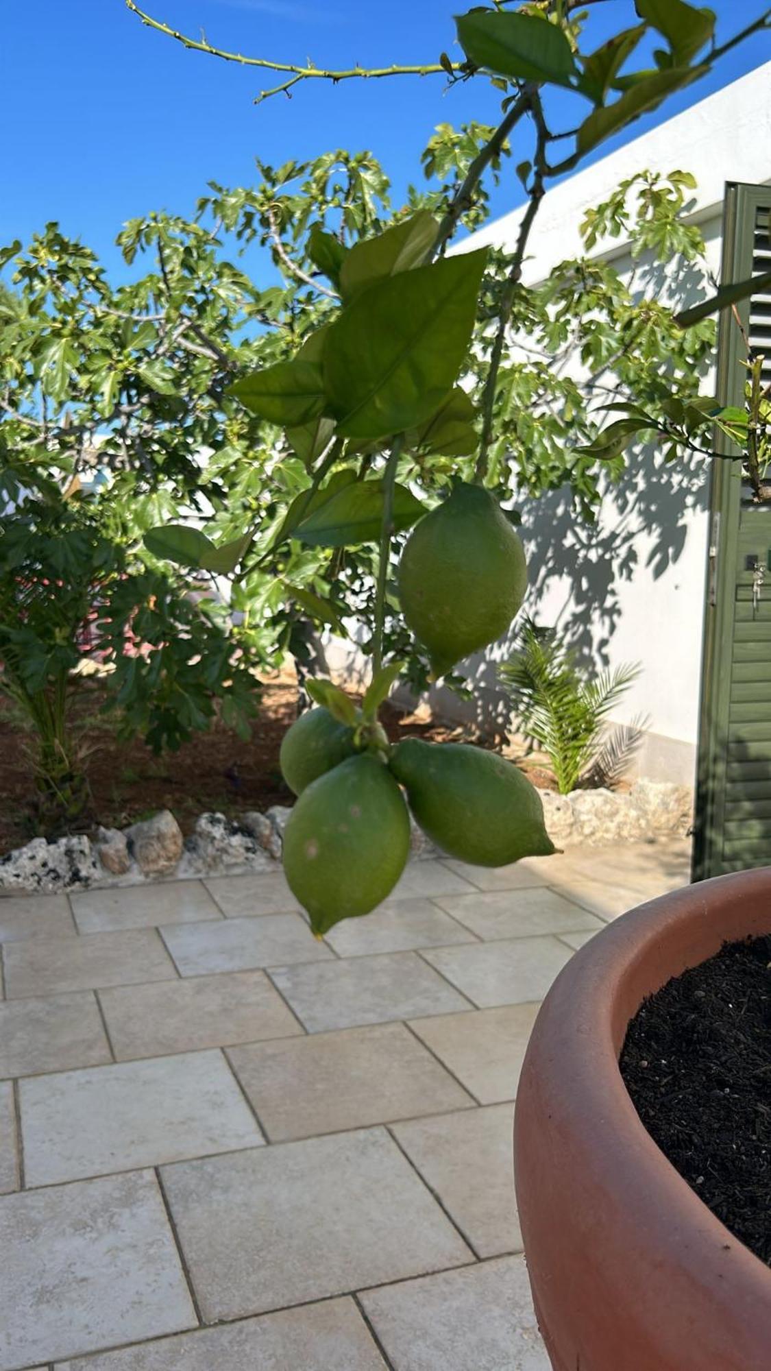 Villa Lamandia Monopoli Extérieur photo